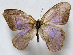 Amiga arnaca sericeella