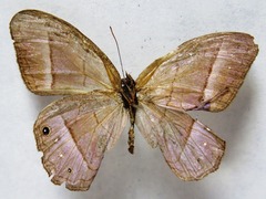 Amiga arnaca sericeella