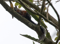 Sciurus aureogaster