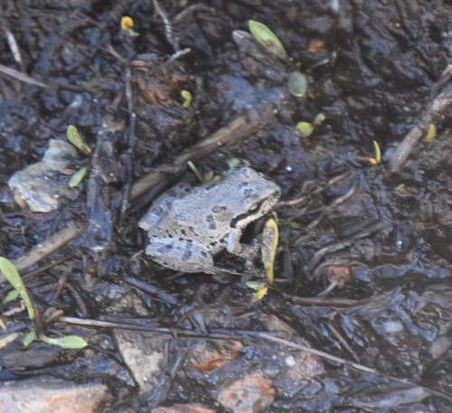 iNaturalist observation photo of Pacific chorus frog