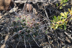 Hamatocactus hamatacanthus hamatacanthus