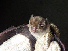Hipposideros