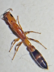 Pseudomyrmex subtilissimus