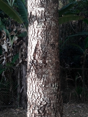 Hymenaea courbaril