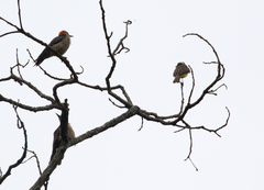 Melanerpes aurifrons