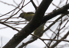 Euphonia