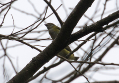 Euphonia