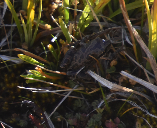 iNaturalist observation photo of Pacific chorus frog