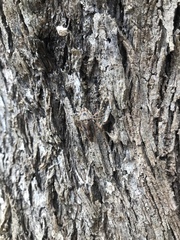 Stenocotis depressa