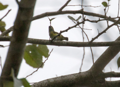 Euphonia