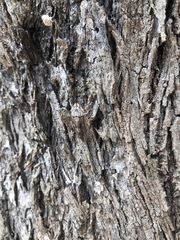 Stenocotis depressa