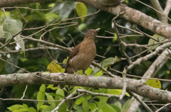 Turdus grayi