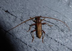 Eburida quadriguttata