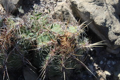Thelocactus bicolor bicolor