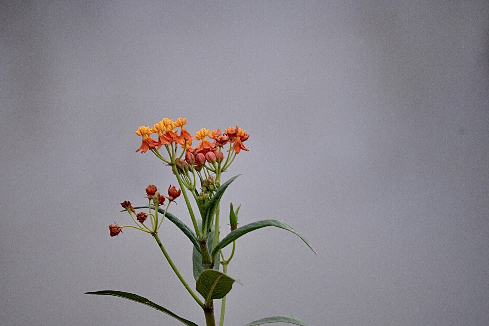 Asclepias curassavica