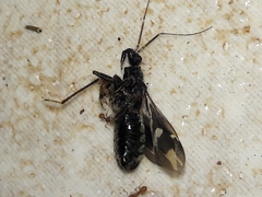 Rasahus sulcicollis