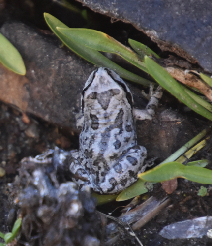 iNaturalist observation photo of Pacific chorus frog