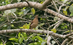 Turdus grayi