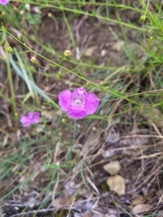 Agalinis homalantha