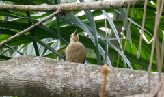 Melanerpes aurifrons