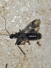 Rasahus sulcicollis