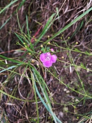 Agalinis homalantha
