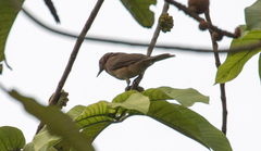 Turdus grayi