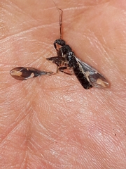 Rasahus sulcicollis