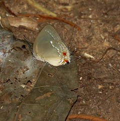 Strephonota cyllarissus