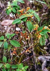 Cuscuta pentagona