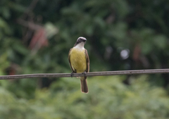Myiozetetes similis