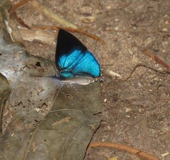 Strephonota cyllarissus