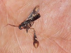 Rasahus sulcicollis