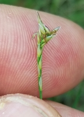 Zoysia matrella