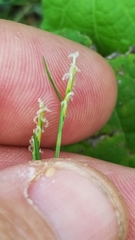 Zoysia matrella