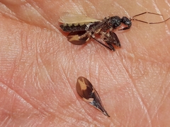 Rasahus sulcicollis