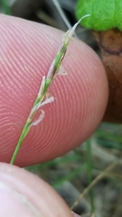 Zoysia matrella