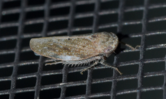 Paraphlepsius continuus