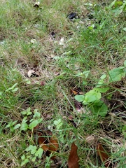 Zoysia matrella