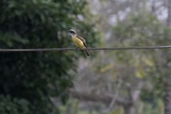 Myiozetetes similis