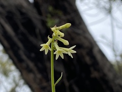 Stackhousia aspericocca