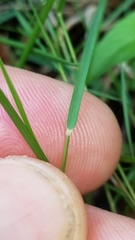 Zoysia matrella