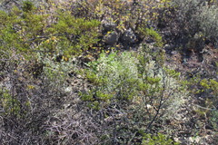 Larrea tridentata