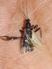 Rasahus sulcicollis