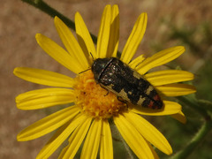Acmaeodera amabilis