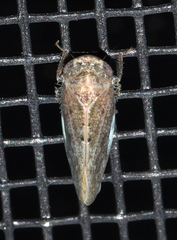 Paraphlepsius continuus