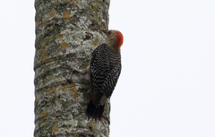 Melanerpes aurifrons