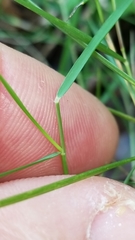 Zoysia matrella