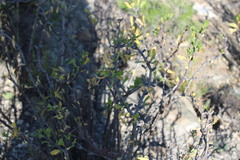 Jatropha dioica