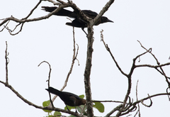 Quiscalus mexicanus